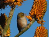 Wax Eye 3