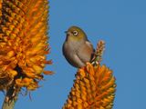 Wax Eye 5