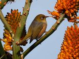 Wax Eye 9
