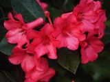 Rhododendron 2