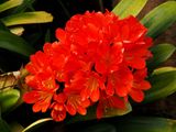 Clivia 1