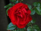 Rose 1