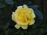 Rose 2