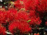 Pohutakawa 3