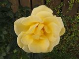 Yellow Rose