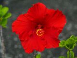 Hibiscus 2
