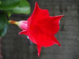Bloom 3