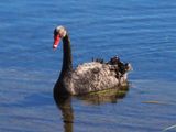 Swan 1