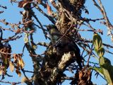 Tui Parson Bird 1