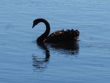 Swan 3