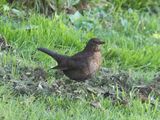 Blackbird Female