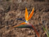 Bird of Paradise