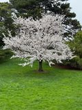 This cherry tree reminded me of the Dogwood in my Virginia front yard.