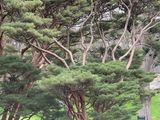 Crazy trees.