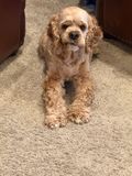 Austin thinking he should be getting more treats for being such a good dog.
