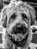 Watson bw 20220723_203621.jpg