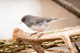 Web-IMG_0425.jpg