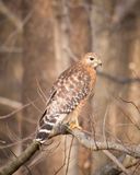 Web IMG_5502b-D.jpg