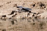 Web IMG_6083c-D.jpg