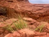 Spartine alterniflore