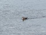Phalarope  bec troit