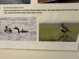 Oiseaux Islande - 18 sur 36.jpeg