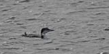 Great Northern Diver