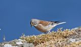 Linnet