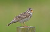 Skylark