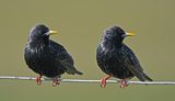 Starling