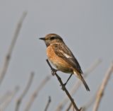 Stonechat