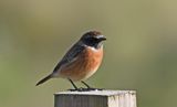 Stonechat