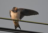 Swallow