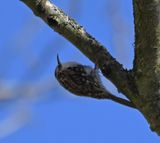 Treecreeper