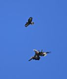 White-tailed Eagle