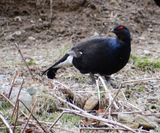 Black Grouse
