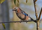 Jay