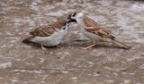 Tree Sparrow