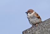 Tree Sparrow