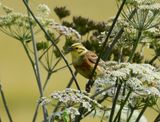 Yellowhammer