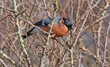 Bullfinch