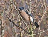 Bullfinch