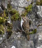 Treecreeper