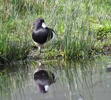 Tufted Duck
