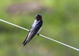 Swallow