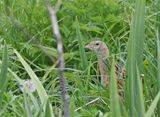 Corncrake