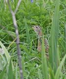 Corncrake