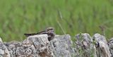 Nightjar