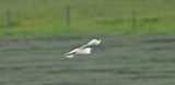 Little Egret
