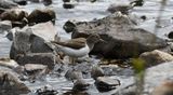 Common Sandpiper